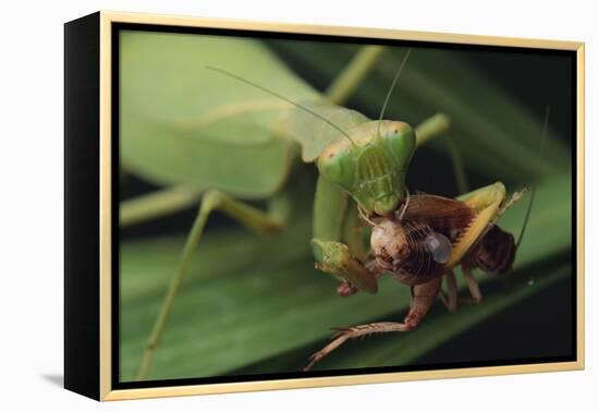 African Praying Mantis Eating a Bug-DLILLC-Framed Premier Image Canvas