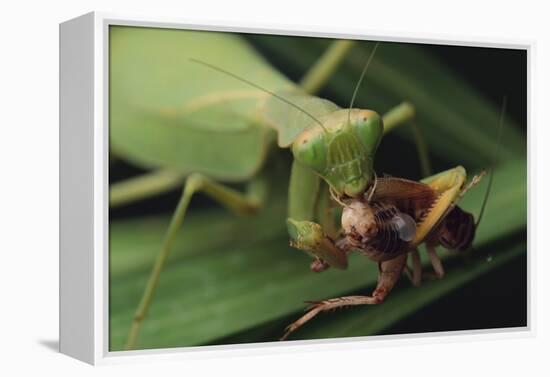 African Praying Mantis Eating a Bug-DLILLC-Framed Premier Image Canvas