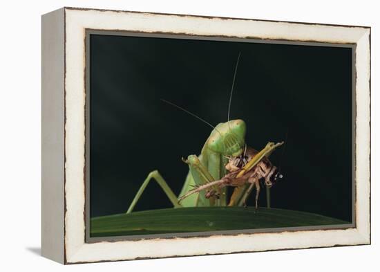 African Praying Mantis Eating a Bug-DLILLC-Framed Premier Image Canvas