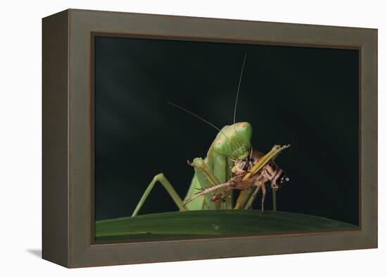 African Praying Mantis Eating a Bug-DLILLC-Framed Premier Image Canvas