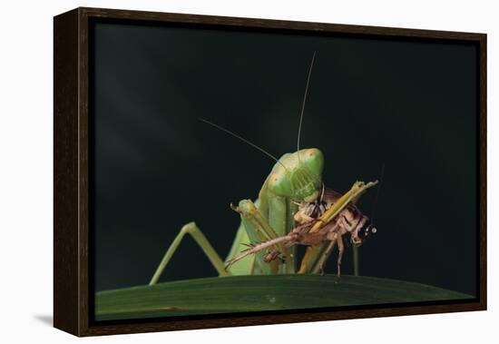 African Praying Mantis Eating a Bug-DLILLC-Framed Premier Image Canvas
