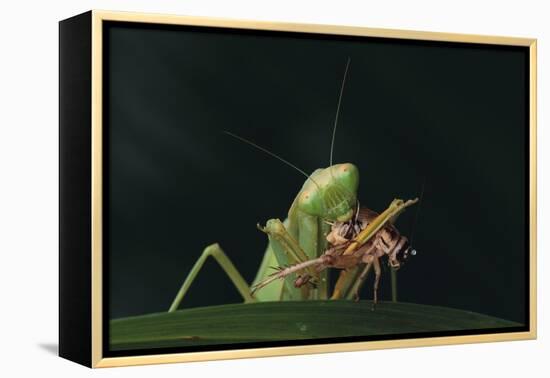 African Praying Mantis Eating a Bug-DLILLC-Framed Premier Image Canvas