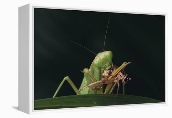 African Praying Mantis Eating a Bug-DLILLC-Framed Premier Image Canvas