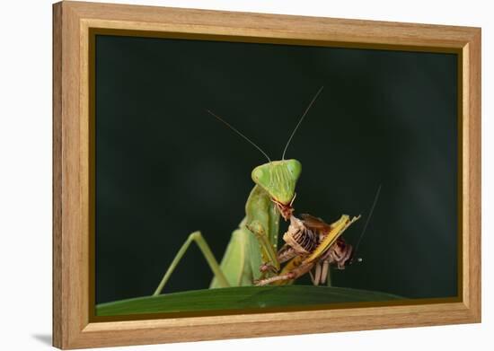 African Praying Mantis Eating a Bug-DLILLC-Framed Premier Image Canvas