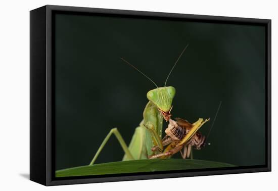 African Praying Mantis Eating a Bug-DLILLC-Framed Premier Image Canvas