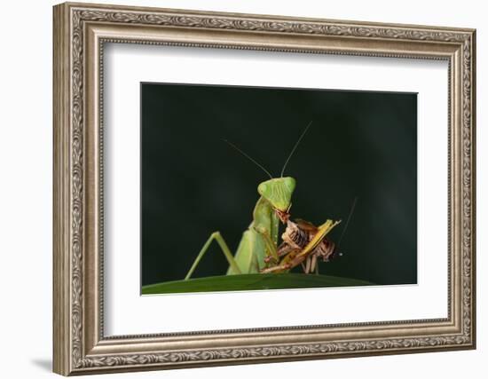 African Praying Mantis Eating a Bug-DLILLC-Framed Photographic Print