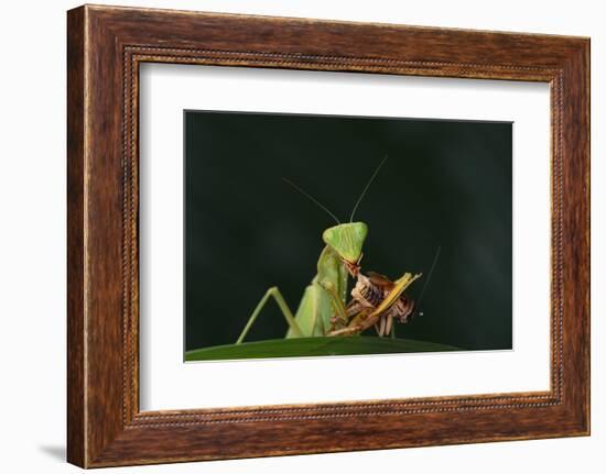 African Praying Mantis Eating a Bug-DLILLC-Framed Photographic Print