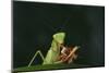 African Praying Mantis Eating a Bug-DLILLC-Mounted Photographic Print