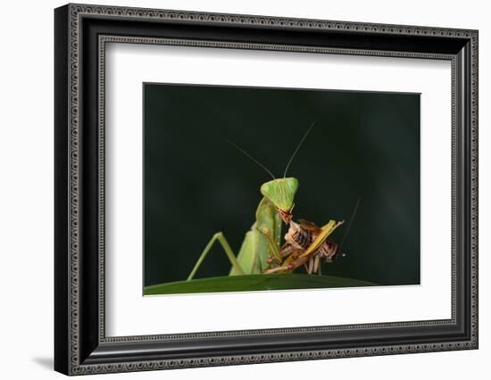 African Praying Mantis Eating a Bug-DLILLC-Framed Photographic Print