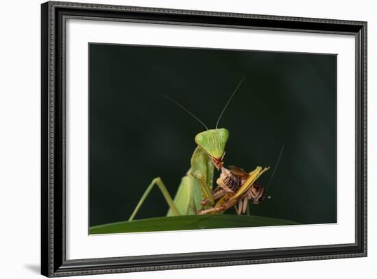 African Praying Mantis Eating a Bug-DLILLC-Framed Photographic Print