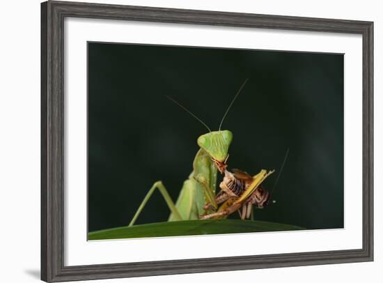 African Praying Mantis Eating a Bug-DLILLC-Framed Photographic Print