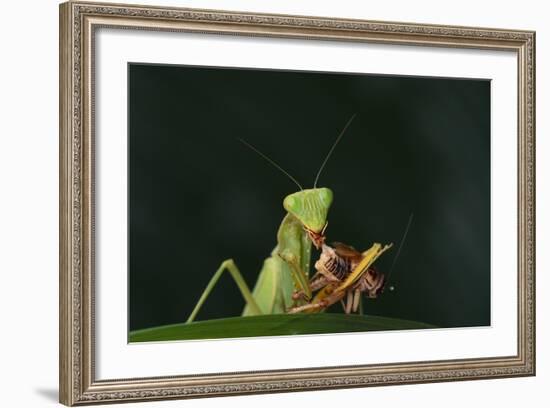 African Praying Mantis Eating a Bug-DLILLC-Framed Photographic Print