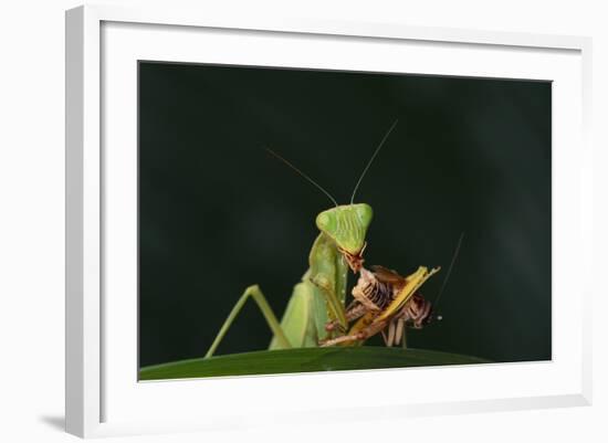 African Praying Mantis Eating a Bug-DLILLC-Framed Photographic Print