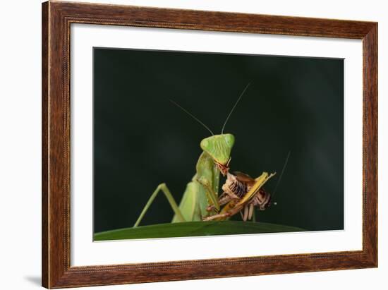 African Praying Mantis Eating a Bug-DLILLC-Framed Photographic Print