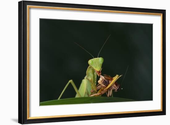 African Praying Mantis Eating a Bug-DLILLC-Framed Photographic Print