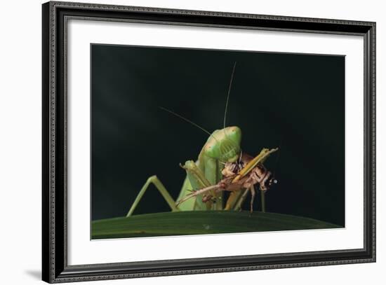 African Praying Mantis Eating a Bug-DLILLC-Framed Photographic Print