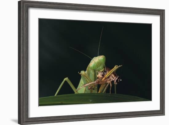 African Praying Mantis Eating a Bug-DLILLC-Framed Photographic Print