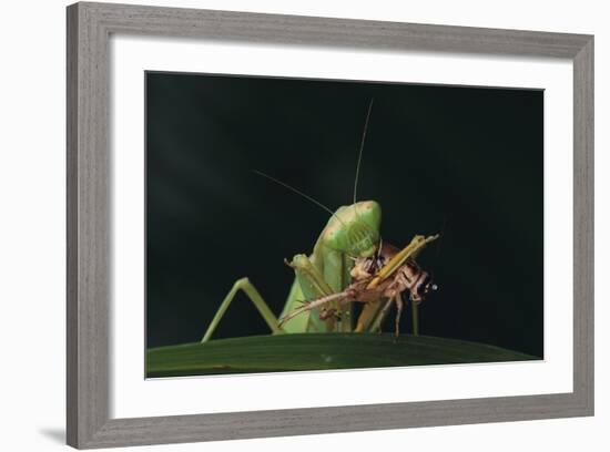 African Praying Mantis Eating a Bug-DLILLC-Framed Photographic Print