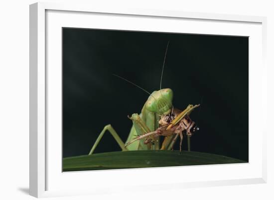 African Praying Mantis Eating a Bug-DLILLC-Framed Photographic Print