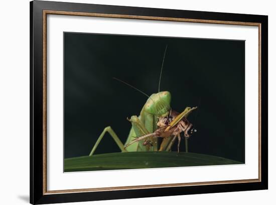 African Praying Mantis Eating a Bug-DLILLC-Framed Photographic Print