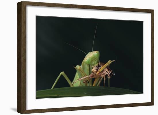 African Praying Mantis Eating a Bug-DLILLC-Framed Photographic Print