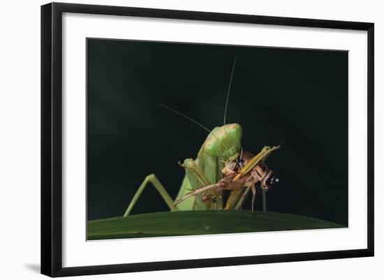 African Praying Mantis Eating a Bug-DLILLC-Framed Photographic Print