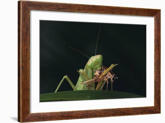 African Praying Mantis Eating a Bug-DLILLC-Framed Photographic Print