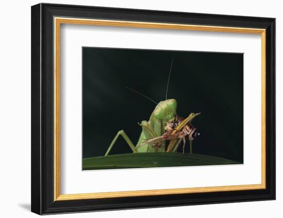 African Praying Mantis Eating a Bug-DLILLC-Framed Photographic Print