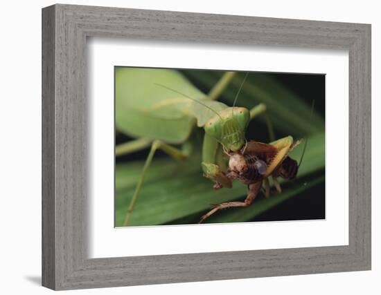 African Praying Mantis Eating a Bug-DLILLC-Framed Photographic Print