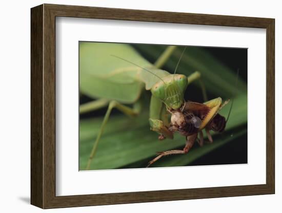 African Praying Mantis Eating a Bug-DLILLC-Framed Photographic Print