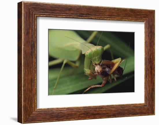 African Praying Mantis Eating a Bug-DLILLC-Framed Photographic Print