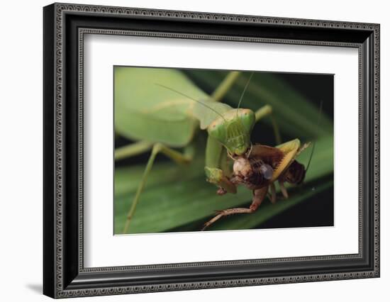 African Praying Mantis Eating a Bug-DLILLC-Framed Photographic Print