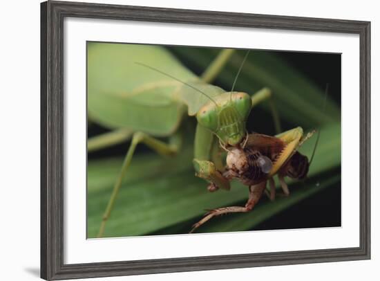 African Praying Mantis Eating a Bug-DLILLC-Framed Photographic Print