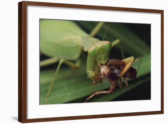 African Praying Mantis Eating a Bug-DLILLC-Framed Photographic Print