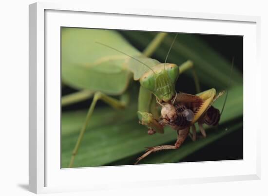 African Praying Mantis Eating a Bug-DLILLC-Framed Photographic Print