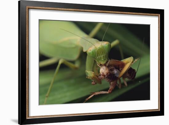 African Praying Mantis Eating a Bug-DLILLC-Framed Photographic Print