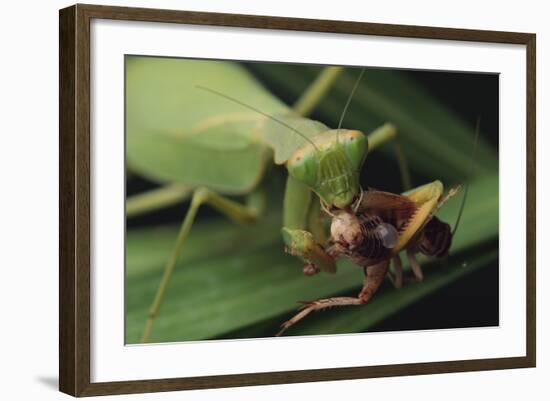 African Praying Mantis Eating a Bug-DLILLC-Framed Photographic Print