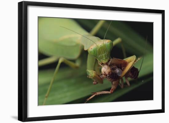 African Praying Mantis Eating a Bug-DLILLC-Framed Photographic Print