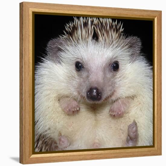 African Pygmy Hedgehog-null-Framed Premier Image Canvas