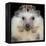 African Pygmy Hedgehog-null-Framed Premier Image Canvas