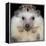 African Pygmy Hedgehog-null-Framed Premier Image Canvas