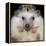 African Pygmy Hedgehog-null-Framed Premier Image Canvas