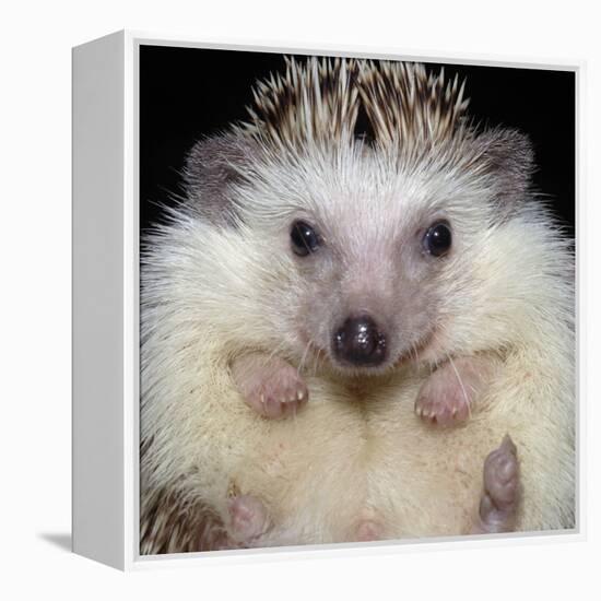 African Pygmy Hedgehog-null-Framed Premier Image Canvas