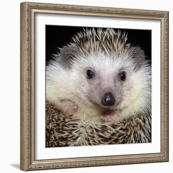 African Pygmy Hedgehog-null-Framed Photographic Print