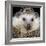 African Pygmy Hedgehog-null-Framed Photographic Print