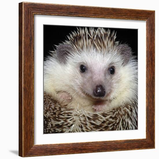 African Pygmy Hedgehog-null-Framed Photographic Print