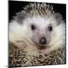 African Pygmy Hedgehog-null-Mounted Photographic Print