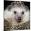 African Pygmy Hedgehog-null-Mounted Photographic Print
