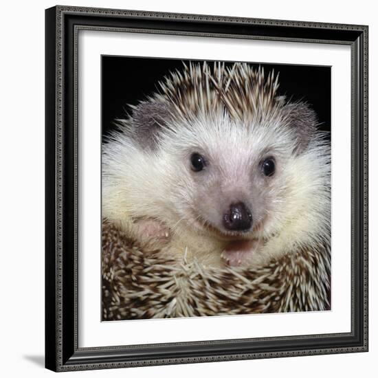 African Pygmy Hedgehog-null-Framed Photographic Print