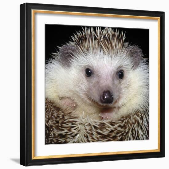 African Pygmy Hedgehog-null-Framed Photographic Print